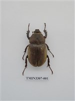 藏品(獨角仙)的圖片